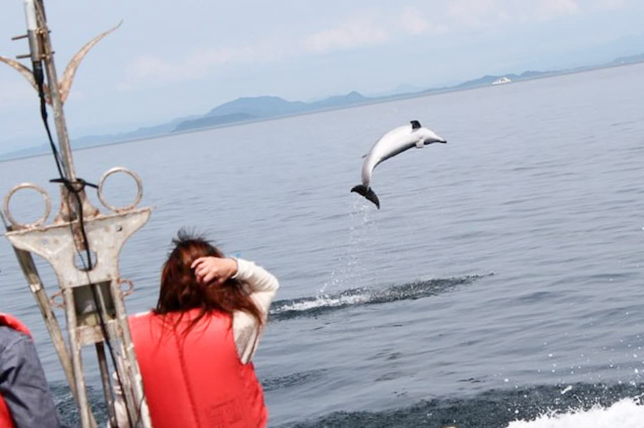 Dolphin Watching Experience in Amakusa - image 6
